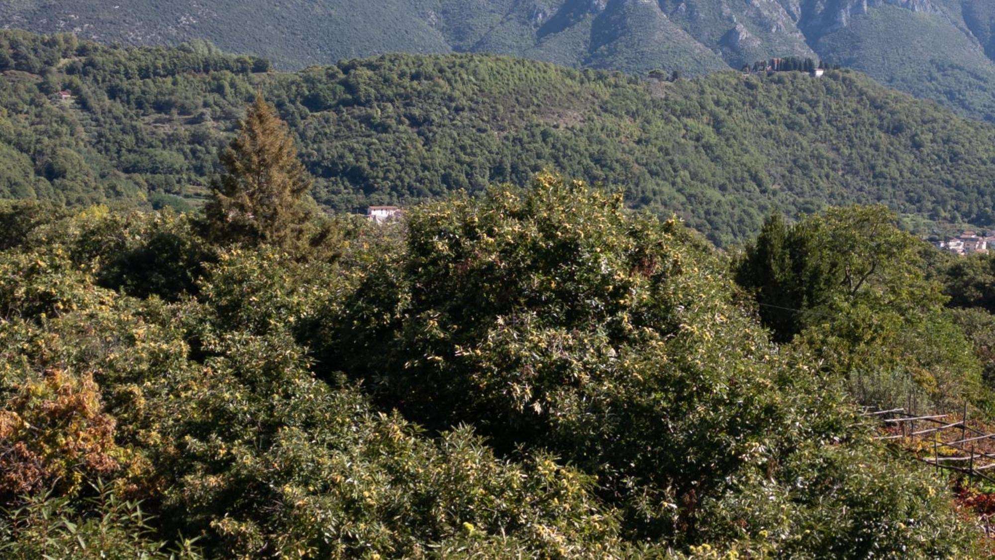 Casa Giordano Villa Tramonti Eksteriør bilde