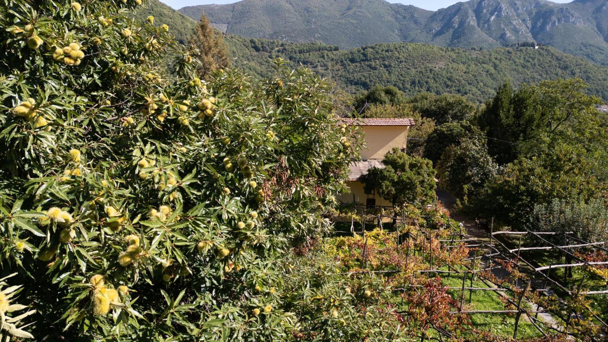 Casa Giordano Villa Tramonti Eksteriør bilde